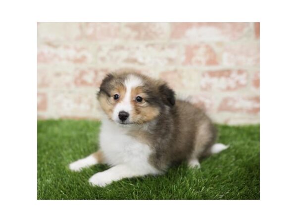 Shetland Sheepdog DOG Male Sable / White 1066 Petland Grove City & Columbus, Ohio