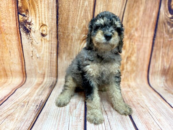 Standard Poodle DOG Male Blue Merle 1071 Petland Grove City
