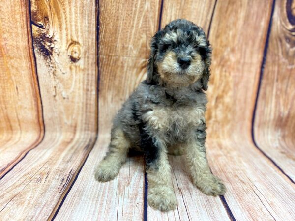 Standard Poodle-DOG-Male-Blue Merle-1071-Petland Grove City & Columbus, Ohio