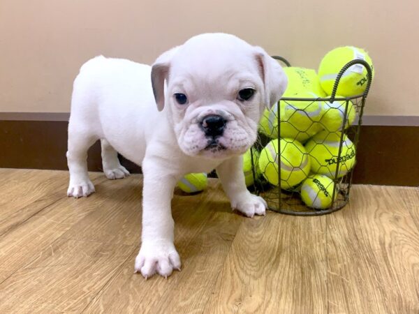 English Bulldog DOG Female cream 1070 Petland Grove City
