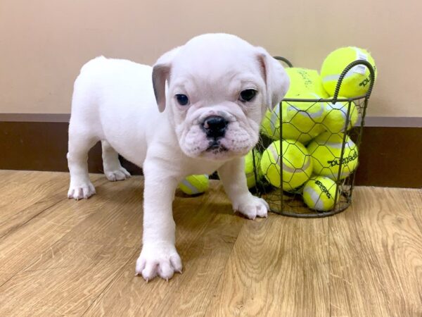 English Bulldog DOG Female cream 1070 Petland Grove City & Columbus, Ohio