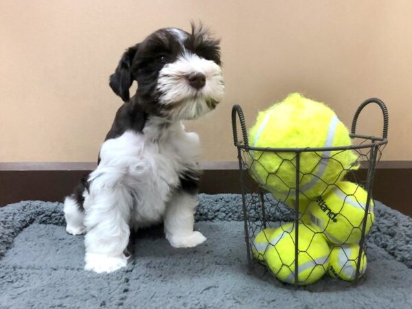Miniature Schnauzer DOG Female Liver/ White 1064 Petland Grove City