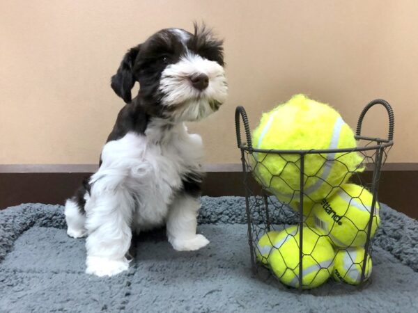 Miniature Schnauzer DOG Female Liver/ White 1064 Petland Grove City & Columbus, Ohio