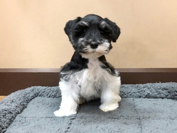 Miniature Schnauzer DOG Female Black/ White 1063 Petland Grove City & Columbus, Ohio