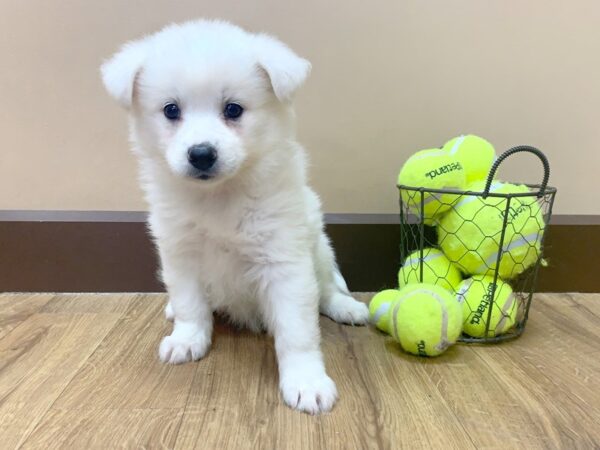 HuskieMoe DOG Female White 1075 Petland Grove City & Columbus, Ohio