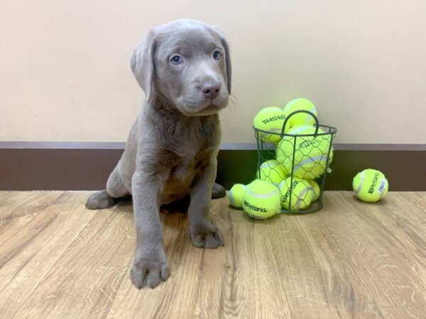 Labrador Retriever-DOG-Male-silver-1078-Petland Grove City & Columbus, Ohio