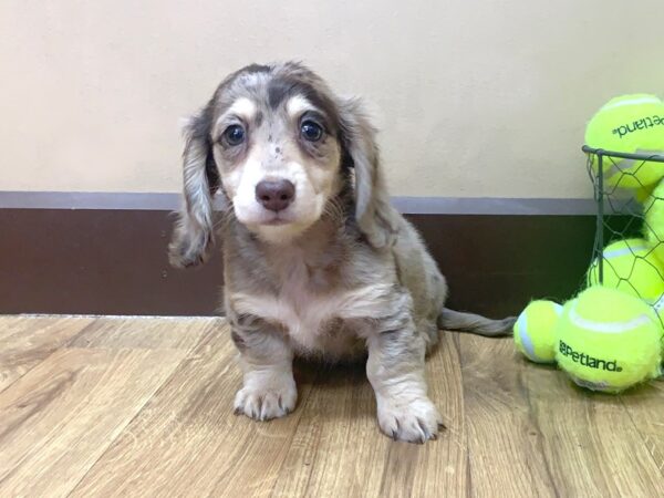 Dachshund-DOG-Female-Chocolate/ Cream Dapple-1077-Petland Grove City & Columbus, Ohio