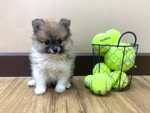 Pomeranian DOG Female RED 1076 Petland Grove City & Columbus, Ohio