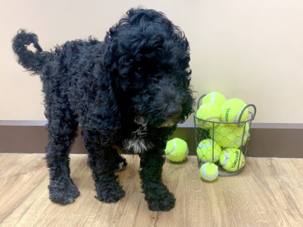 Goldendoodle DOG Female Black 1073 Petland Grove City & Columbus, Ohio