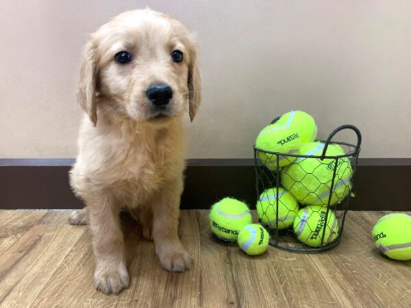 Golden Retriever DOG Male Golden 1072 Petland Grove City & Columbus, Ohio