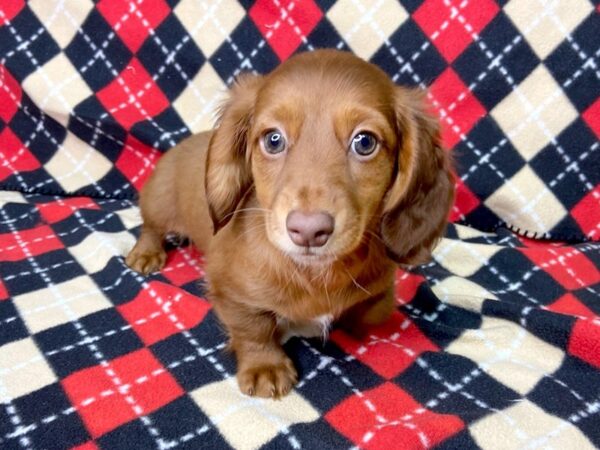 Dachshund DOG Female Red 1081 Petland Grove City & Columbus, Ohio