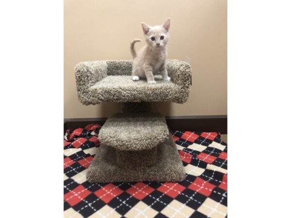 Adopt A Pet Kitten-CAT-Female-tan-1079-Petland Grove City & Columbus, Ohio