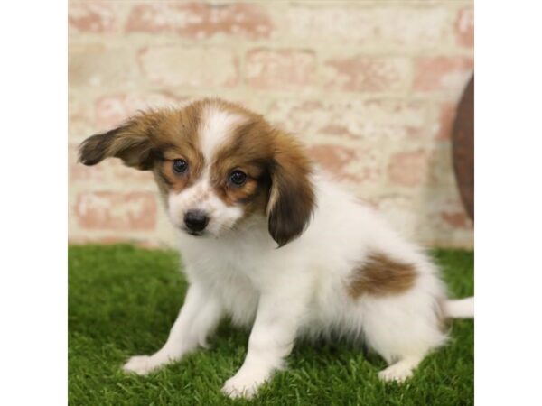 Papillon DOG Male White / Sable 1083 Petland Grove City & Columbus, Ohio