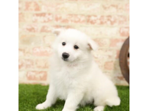 American Eskimo Dog DOG Male White 1084 Petland Grove City & Columbus, Ohio