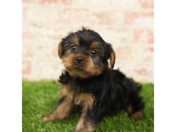 Yorkshire Terrier DOG Male Black / Tan 1085 Petland Grove City & Columbus, Ohio