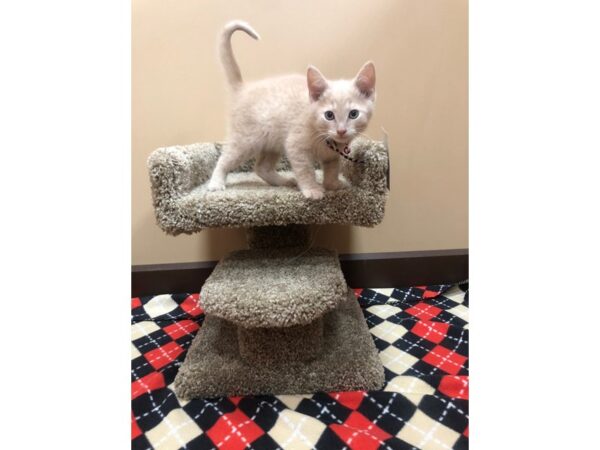 Adopt A Pet Kitten CAT Female tan 1082 Petland Grove City & Columbus, Ohio