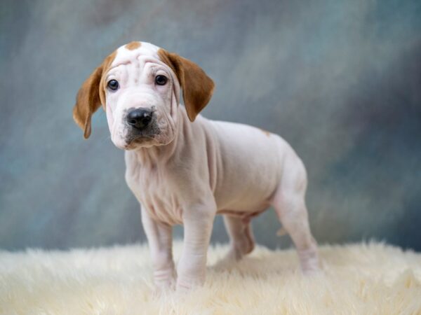 Walrus DOG Male 1125 Petland Grove City & Columbus, Ohio