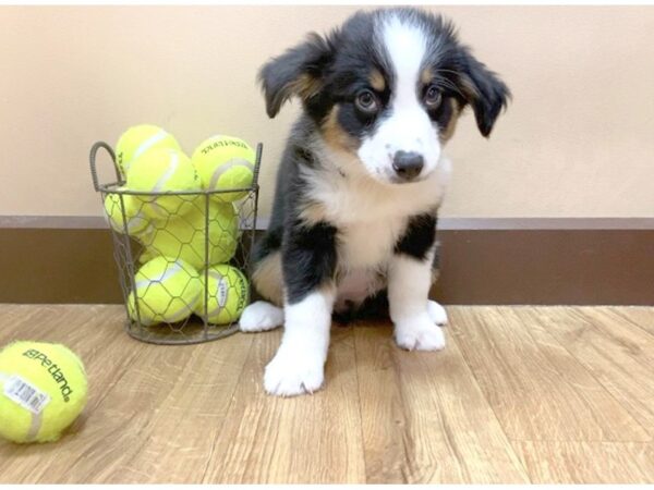 Mini Australian Shepherd DOG Female Black/ White 1087 Petland Grove City & Columbus, Ohio