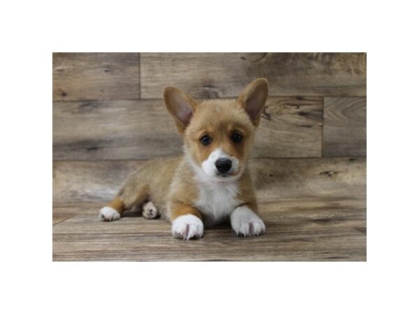 Pembroke Welsh Corgi DOG Male Sable / White 1089 Petland Grove City & Columbus, Ohio