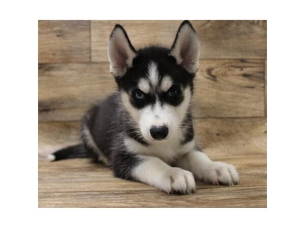 Siberian Husky DOG Female Black / White 1090 Petland Grove City & Columbus, Ohio