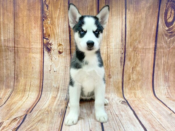 Siberian Husky DOG Female Black & White 1142 Petland Grove City & Columbus, Ohio