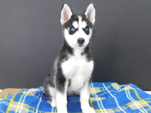 Siberian Husky DOG Female Black & White 1102 Petland Grove City