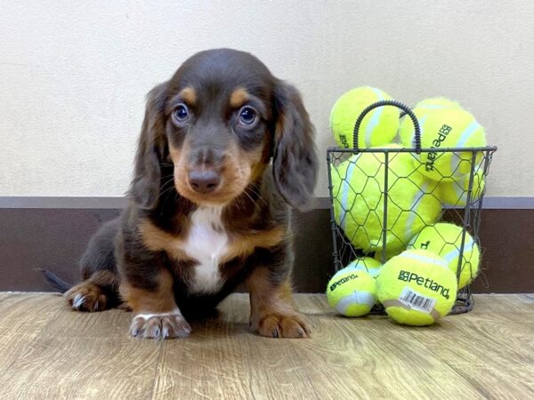 Dachshund DOG Male CHOC TAN 1091 Petland Grove City & Columbus, Ohio