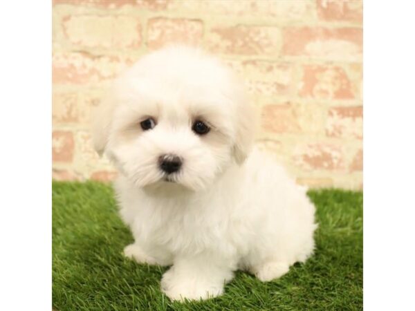 Maltese DOG Male White 1095 Petland Grove City & Columbus, Ohio