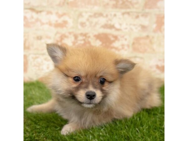 Pomeranian DOG Male Red Sable 1096 Petland Grove City & Columbus, Ohio