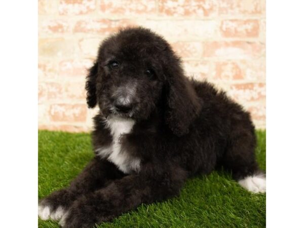 Poodle Standard DOG Male Black 1097 Petland Grove City & Columbus, Ohio