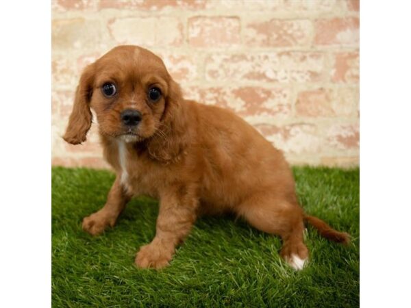 Cavalier King Charles Spaniel DOG Female Ruby 1098 Petland Grove City & Columbus, Ohio