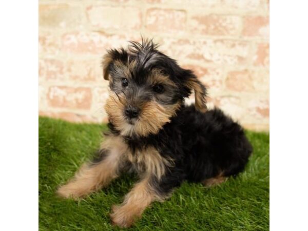 Yorkshire Terrier DOG Male Black / Tan 1099 Petland Grove City & Columbus, Ohio