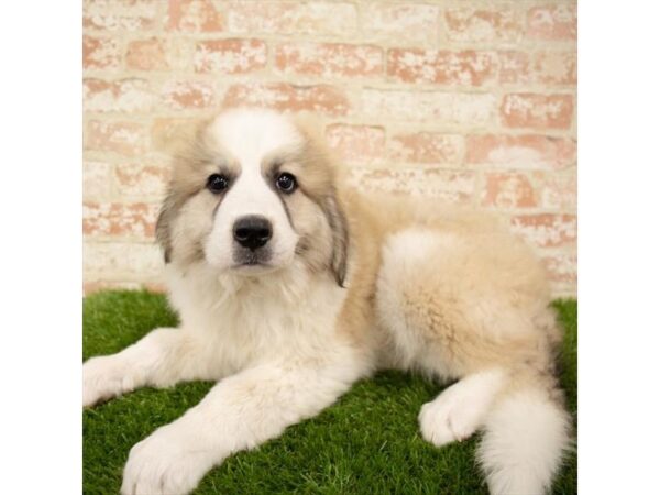 Great Pyrenees/Anatolian Shepherd DOG Male White 1101 Petland Grove City & Columbus, Ohio