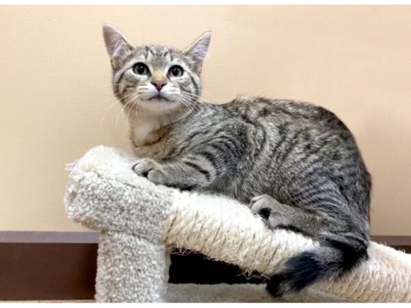 Adopt A Pet Kitten CAT Male Tabby 1094 Petland Grove City & Columbus, Ohio