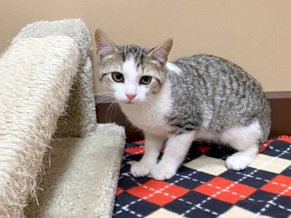 Adopt A Pet Kitten CAT Male Tabby/White 1093 Petland Grove City & Columbus, Ohio