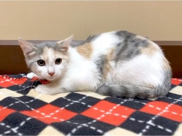 Adopt A Pet Kitten-CAT-Female-Calico-1092-Petland Grove City & Columbus, Ohio