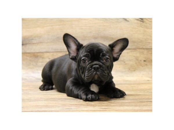 French Bulldog DOG Male Brindle 1106 Petland Grove City