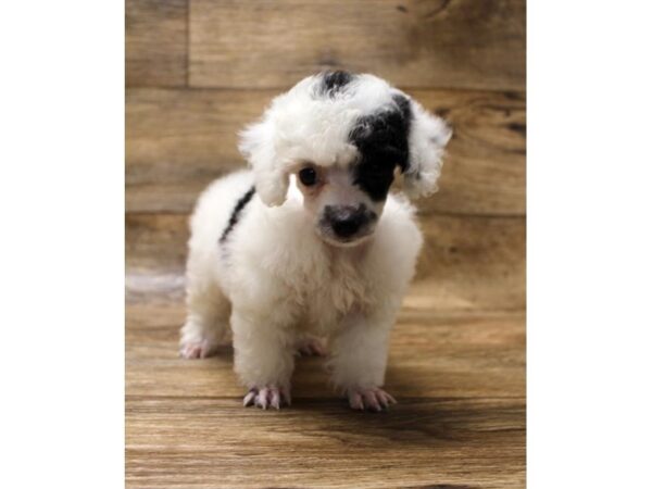 Toy Poodle DOG Female Black 1107 Petland Grove City