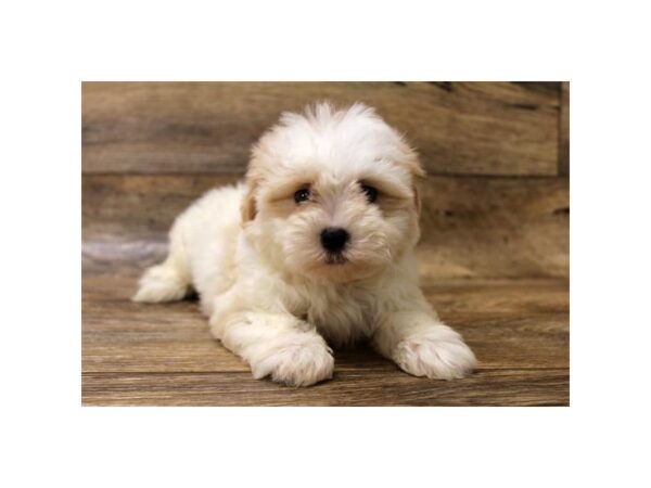 Teddy Bear-DOG-Female-Cream-1108-Petland Grove City