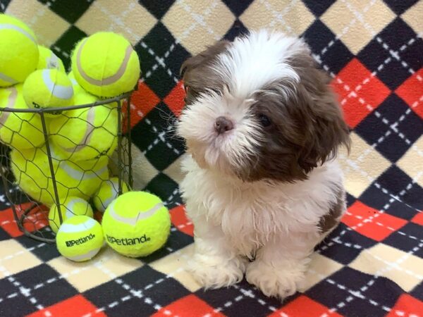 Shih Tzu-DOG-Male-Chocolate-1105-Petland Grove City & Columbus, Ohio