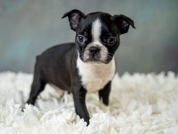 Boston Terrier DOG Male Black and white 1126 Petland Grove City & Columbus, Ohio