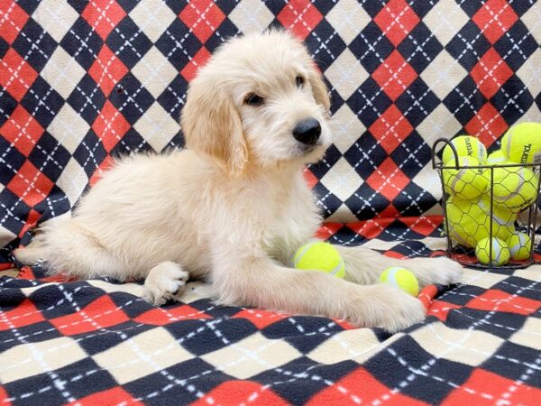 Goldendoodle DOG Male Golden 1104 Petland Grove City & Columbus, Ohio