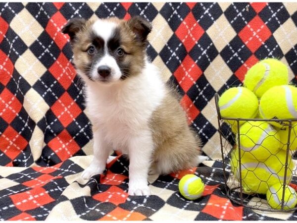 Aussiemo DOG Female Sable White 1119 Petland Grove City & Columbus, Ohio