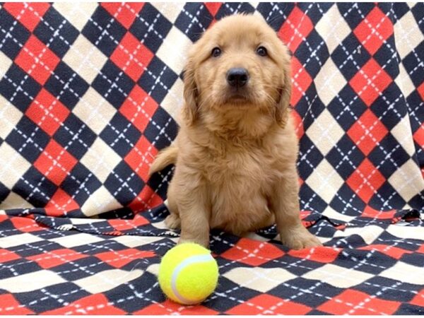 Golden Retriever-DOG-Female-Red-1121-Petland Grove City