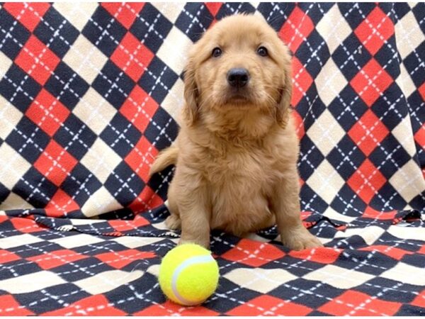 Golden Retriever-DOG-Female-Red-1121-Petland Grove City & Columbus, Ohio