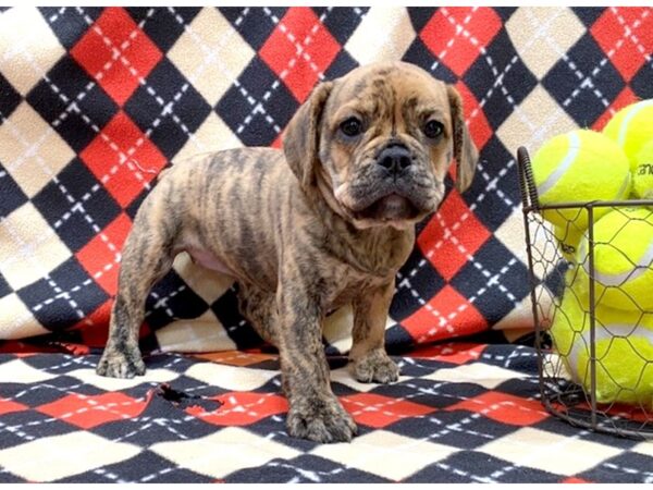 Mini Bulldog DOG Female BRINDLE 1124 Petland Grove City & Columbus, Ohio