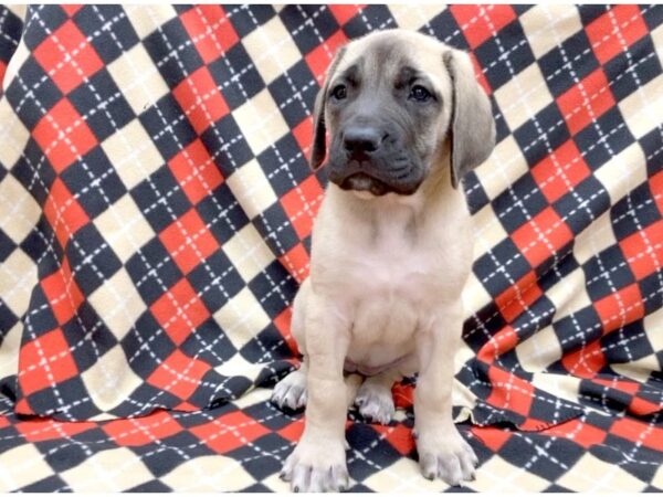 English Mastiff DOG Female Fawn 1127 Petland Grove City & Columbus, Ohio