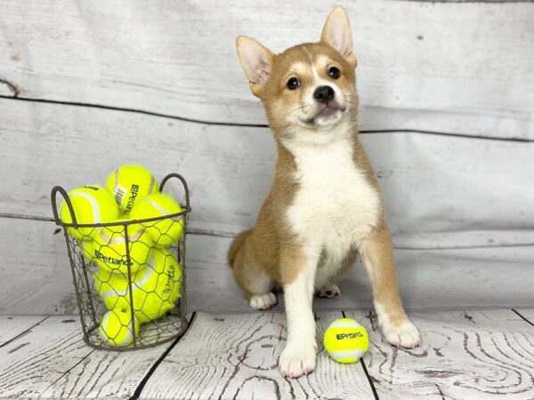 Shiba Inu DOG Male sesame/white 1132 Petland Grove City & Columbus, Ohio