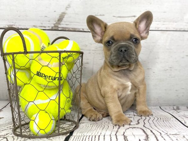 French Bulldog DOG Male blue fawn 1131 Petland Grove City & Columbus, Ohio