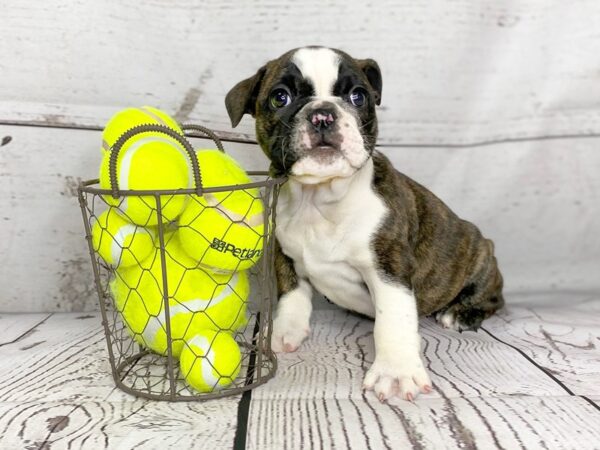 English Bulldog DOG Female brindle/white 1130 Petland Grove City & Columbus, Ohio